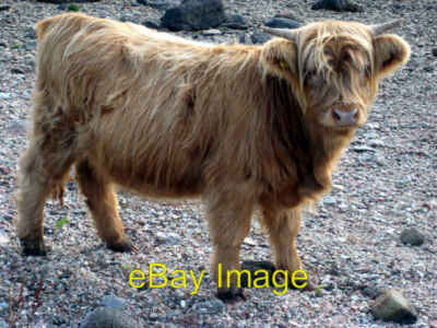 Photo 6x4 A Resident of Rona Mission Ho The bull is something else and ca c2008