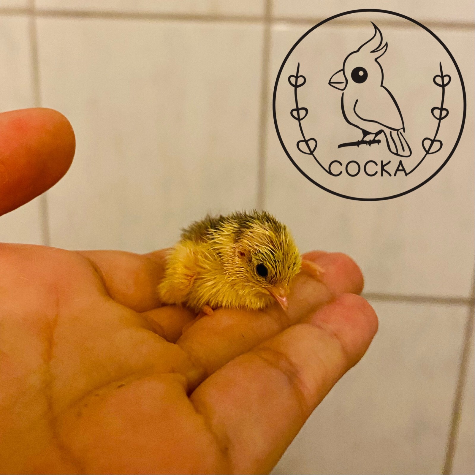 6 Button Quail Hatching Eggs (Fertile Rate Guarantee) Free Shipping