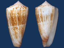 Shell Conus furvus albicans Seashell