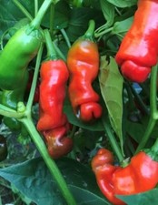 Red Peter Pepper Seeds  Hot
