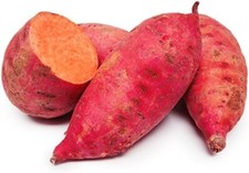 Red Garnet Sweet Potato Slips