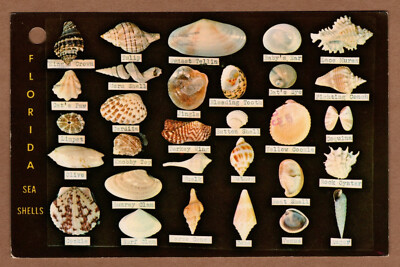 Shells Found Along Coast Dodsons Shell Shop St Petersburg Florida 1983 Postcard