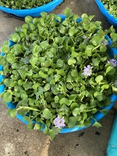    100 Water Hyacinth Pond Plants    100 Organic  Free Red Mangrove Plants   