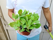 Crassula multicava Succulent