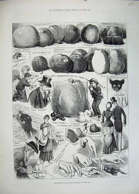 Alter antiker Druck 1883 Apple Congress Chiswick Lord Derby Obst Katzenkopf 19.