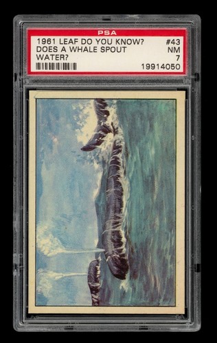1961 Leaf Do You Know? Set-Break # 43 Does A Whale Spout Water? PSA 7 NM