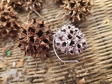 Sweet Gum Balls Seed Pods - Witches Burrs - 12 Count