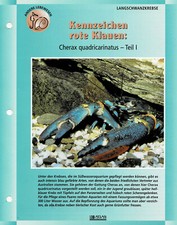 Cherax quadricarinatus / tarjeta de información para acuario
