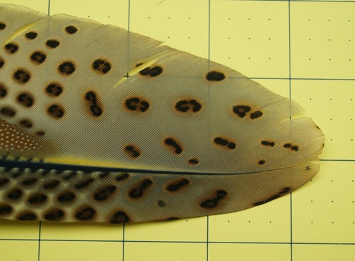 One ~12.5" Clipped Argus Cock Primary Wing Feather Lot-SF 297 - Picture 3 of 6