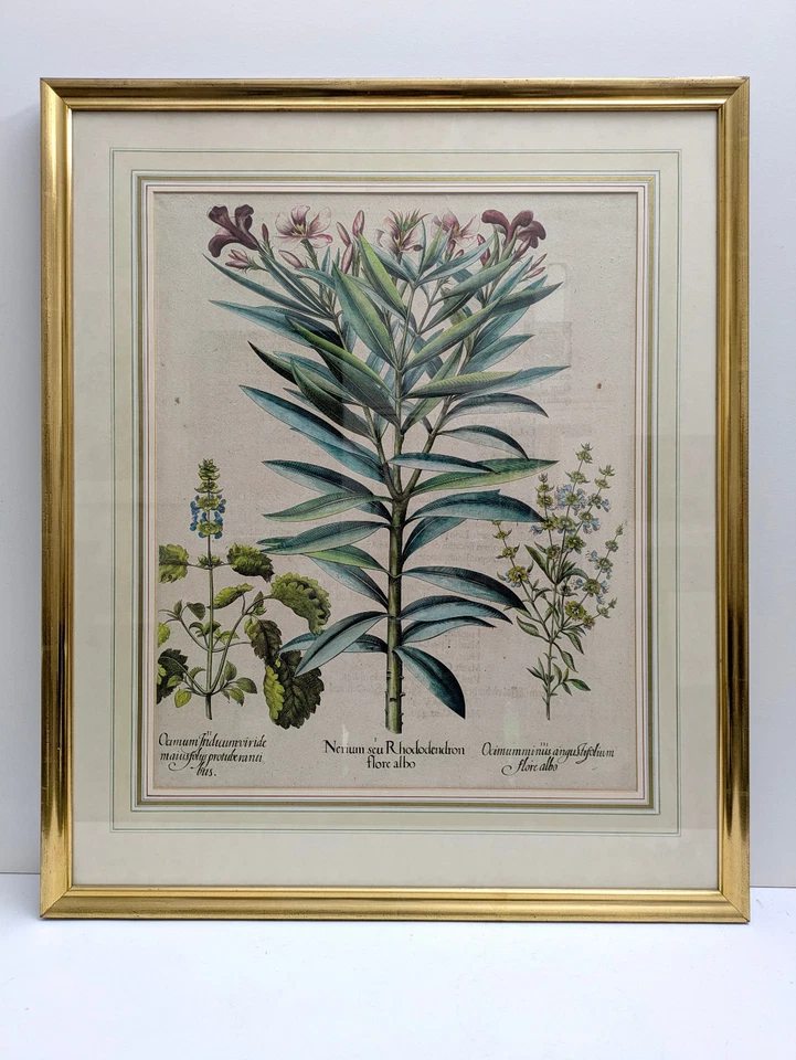 Basilius BESLER *1561 orig. Kupferstich 1613 altkoloriert RHODODENDRON OLEANDER - Bild 2 von 4