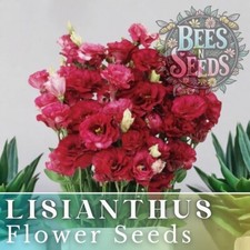 Illumination Rouge Lisianthus Seeds 125-5000 Seeds Flower Seed Non Gmo Heirloom