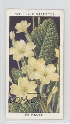1936 Wills Wild Flowers A Series of 50 Series 1 Tobacco Primrose #31 1i3