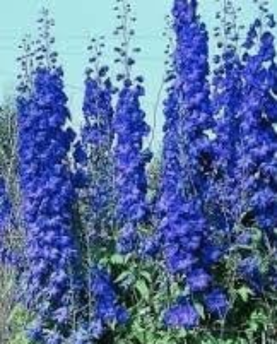Die Gattung Delphinium, Delfinellen, Lerchenfuß, Lerchensamen, Bio - Bild 6 von 6