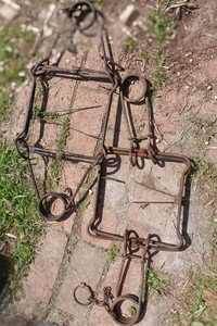 2 Duke 280 Body Grip Traps Trapping Groundhog Raccoon Fisher Badger 9x9
