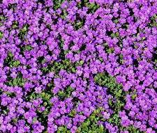 ROCK CRESS PURPLE Aubrieta Deltoidea - 2,000 Bulk Seeds
