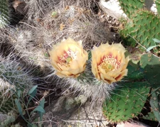 Opuntia erinacea Yellow Orange Flowers Cold Hardy Cactus 1 Pad