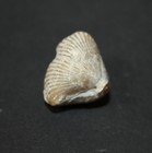 Foto 4 di 4
