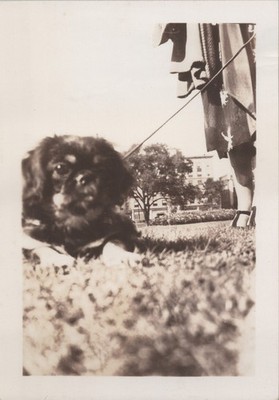 Adorable Dog Portrait Close-Up VINTAGE PHOTO ORIGINAL Cute Unusual Dogs