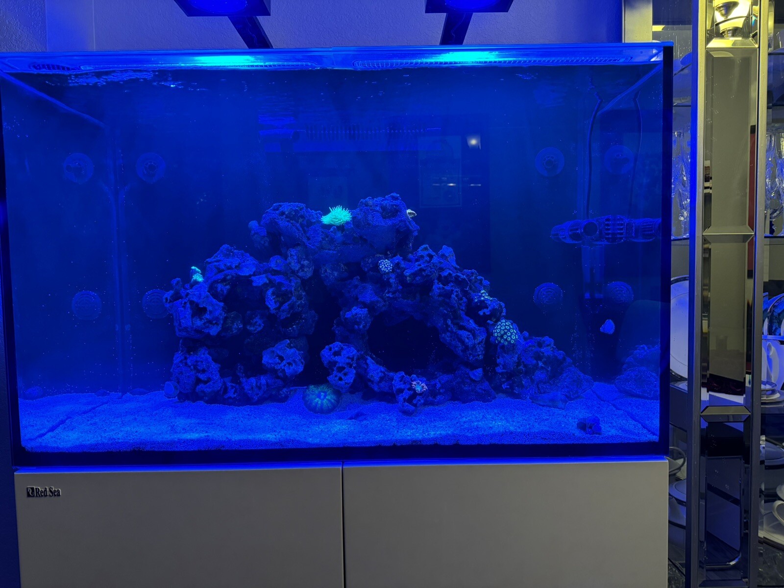 RED SEA MAX 260E SALTWATER REEF AQUARIUM SETUP Price Reduced! eBay