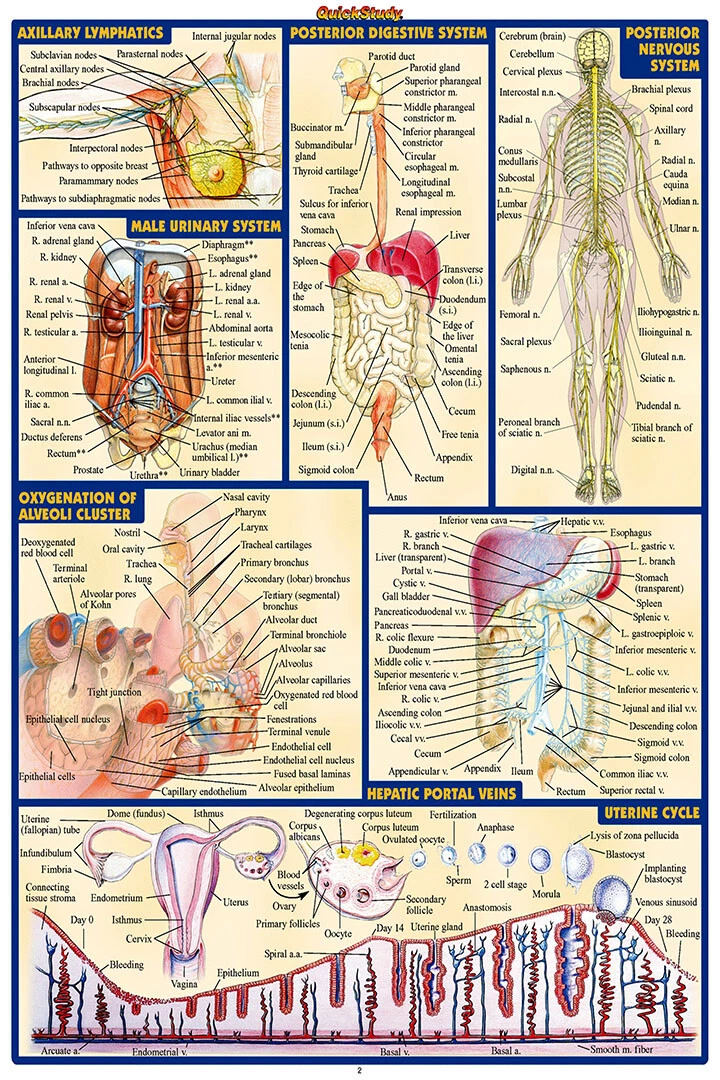 Human Anatomy Body Map Silk Healty Gift Wall Art Home Decor - POSTER 20"x30"