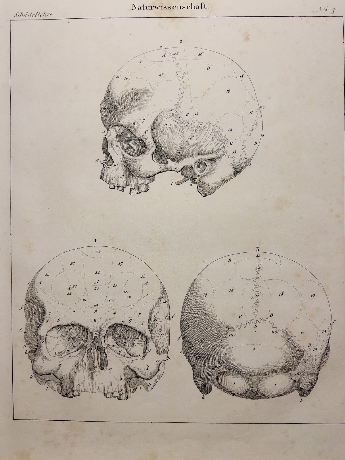 ANTIQUARISCHE LITHOGRAPHIE 1833 SKELETT TOTENKOPF ANATOMIE ANTHROPOLOGIE KNOCHEN