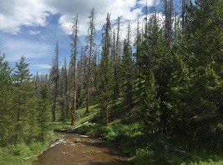 20 Acre Gold Mining Claim (Placer) " Willow Creek" Grand County