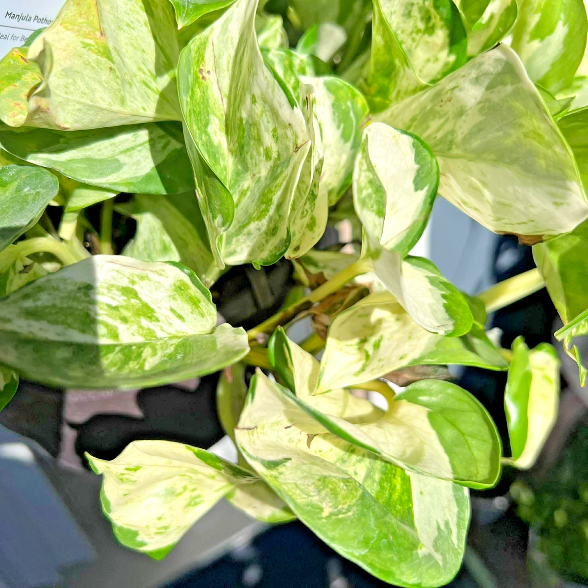 Harlequin Manjula Pothos Live 3" Pot | Rare Variegated Indoor Easy Care  Plant | eBay