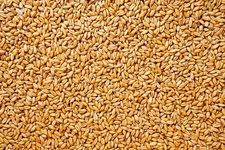 5 Lb Wheat Seed Deer Turkey Food Plot Fast Growing Cat Grass Organic
