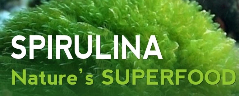 spirulina powder - Blue Green Algae 500mg - blood detoxifying properties 3B - Image 3 of 4