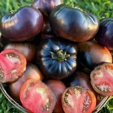 ORGANIC Black Beauty Tomato Seeds 2025 HEIRLOOM Vegetable Garden