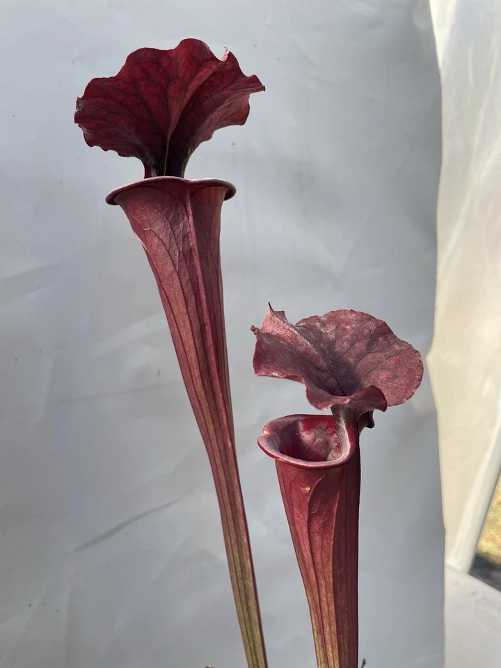 Sarracenia - “Cornerstone” - Exclusivo PEC! - Imagem 4 de 4