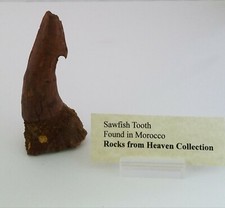 Sawfish tooth (spine) 86 mm, very large.