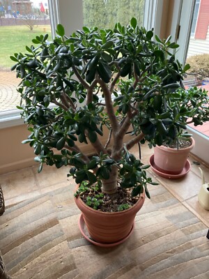 Large Potted Jade Plant | eBay