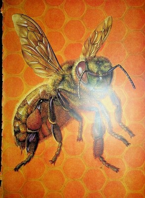 Original 1952 Vintage print Ad: Full Page Picture of Bee with Hive Background