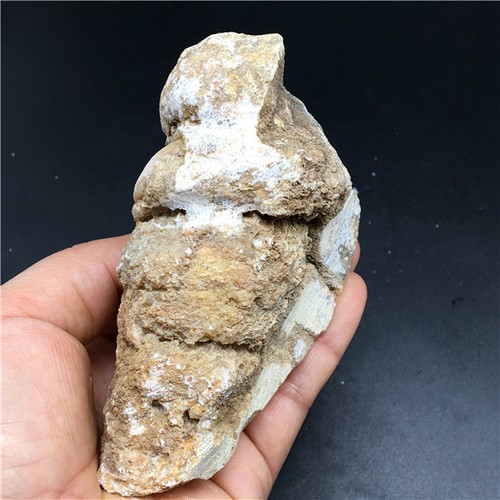 381g seltene Mineralien Jade natürliche Muschel Fossil Exemplare Madagaskars K633 - Bild 1 von 8