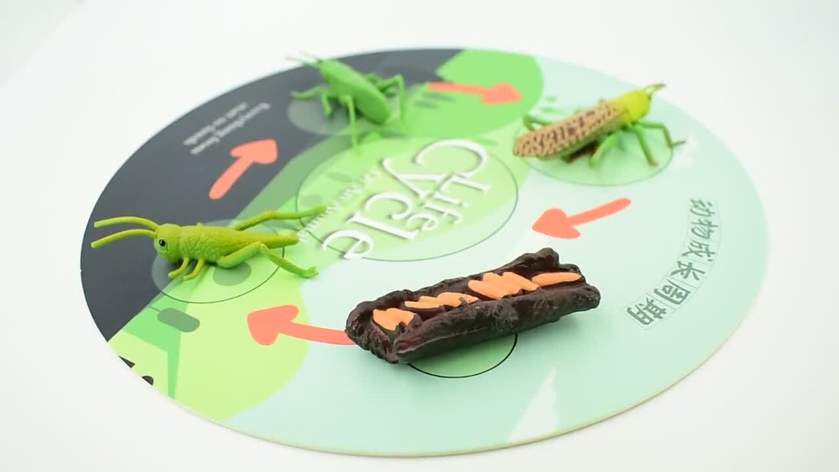 Grasshopper, Life Cycle of a Locust, Toy Model, Educational, Gift