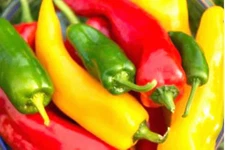 CORNO DI TORO MIX SWEET PEPPER 50+ SEEDS  NON-GMO--BUY 4 ITEMS FREE SHIPPING