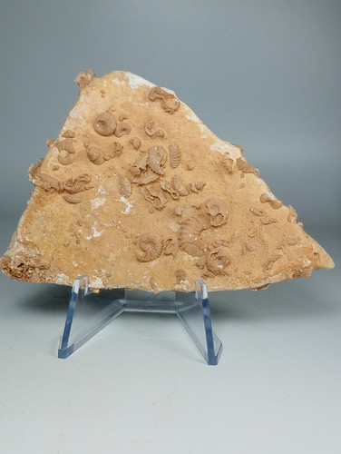 Ammonites Fossils On Matrix Morocco