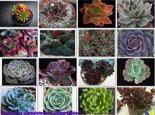 Succulent Seeds --Echeveria mixed species 50 seeds