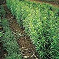 Russian Tarragon Seeds  25 Seed Packet   More Heirloom, Organic, Non GMO, Ve