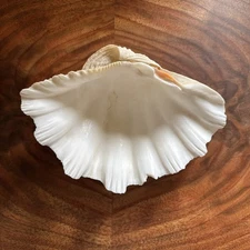 Tridacna Gigas Large Real Giant Clam Shell 8”