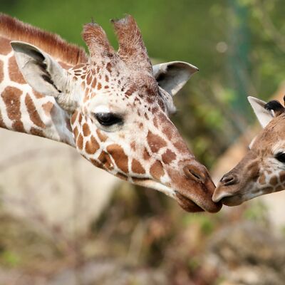 5 Tage Citytrip Dresden Elbufer | 4* Hotel + Frühstück 2P inkl. Zoobesuch Coupon