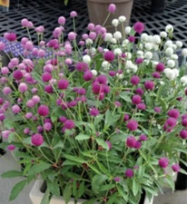 40 Gomphrena Formula Mix seeds