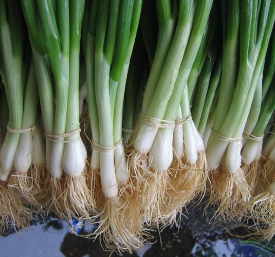 TOKYO WHITE BUNCHING ONION SEEDS * 100 COUNT PKT. * MILD * CRISP