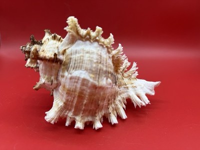 Chicoreus ramosus Ramose Murex (or branched Murex) Sea Snail Shell 6.5  w Stand