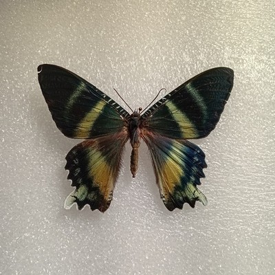 Alcides orontes Mottenset Präparat, A-, Basteln Entomologie, Rahmung, Taxidermie 