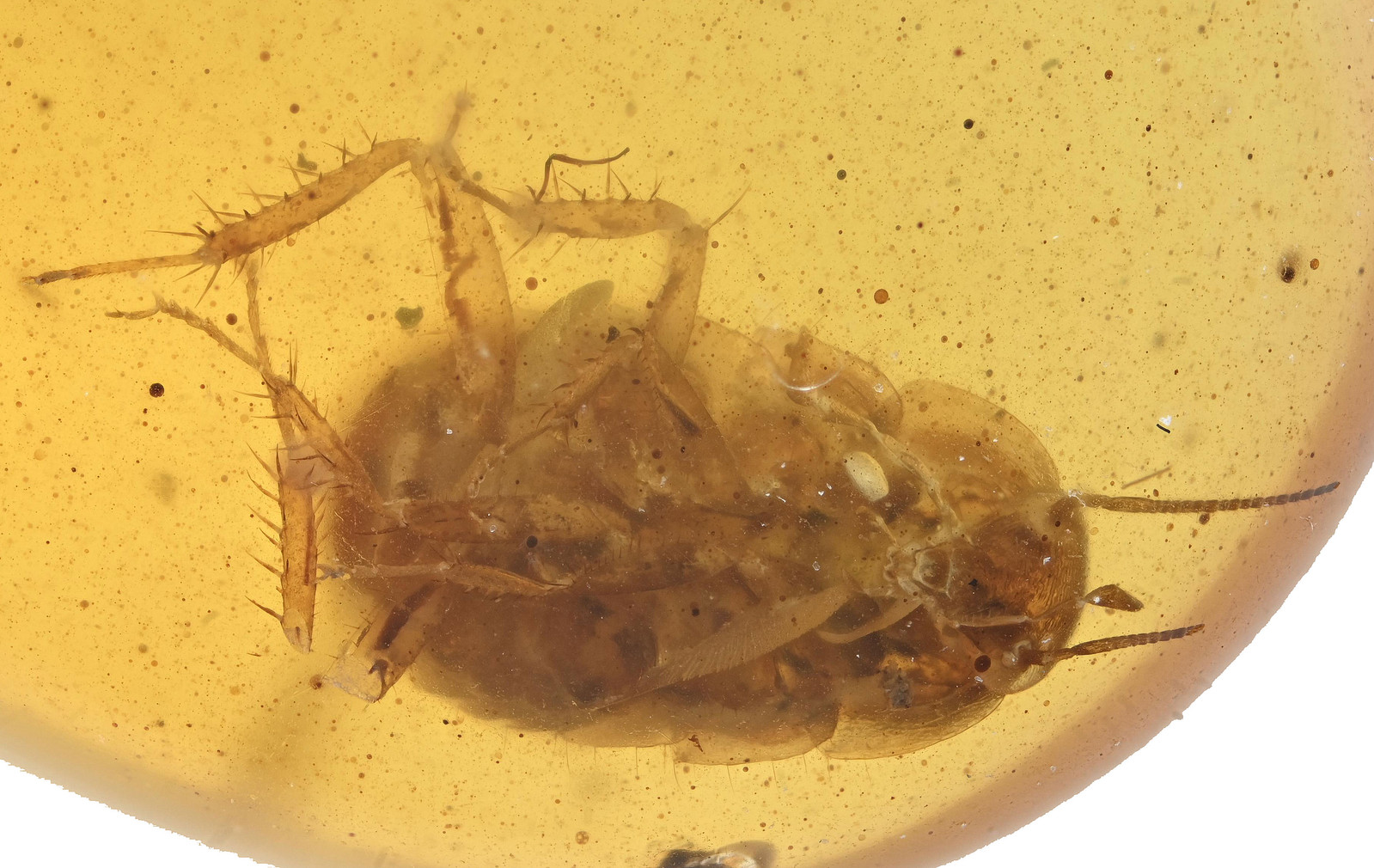 Blattodea (Cockroach), Fossil insect inclusion in Burmese Amber