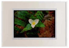 Wild Flowers Plants 013127 White Trillium Watercolour Picture Frame