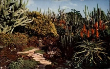 Moir's Pa-u-laka Gardens Koloa Kauai vintage postcard b930