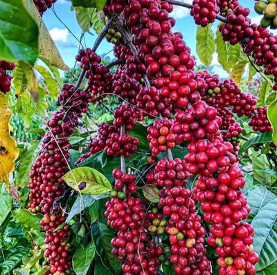 Cattura Red Coffee Seedss  - 120 pcs | Coffea sp. | Coffee Bean for Planting